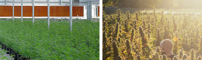 Side-by-side images of cannabis growing in a greenhouse and in a field.