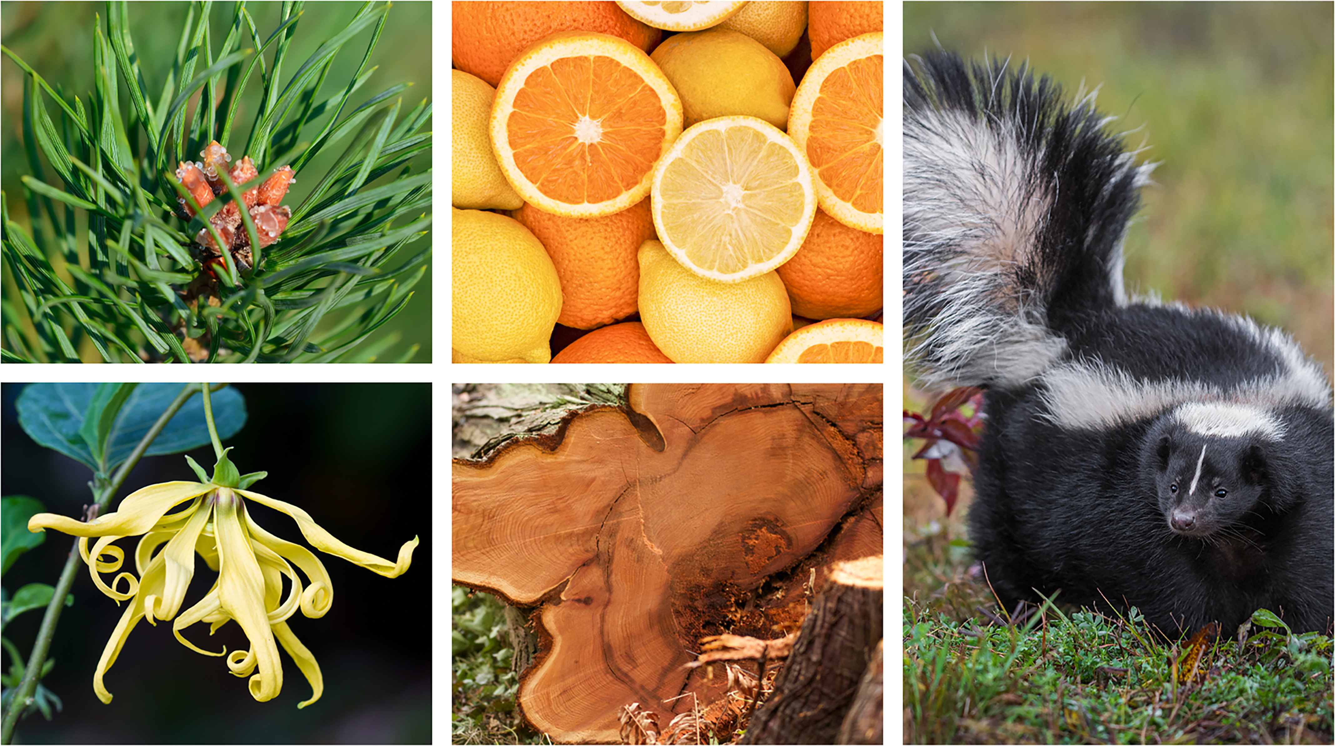 Collage of scent sources, including a pine branch, cut oranges, a skunk, a cedar log, and a ylang-ylang flower