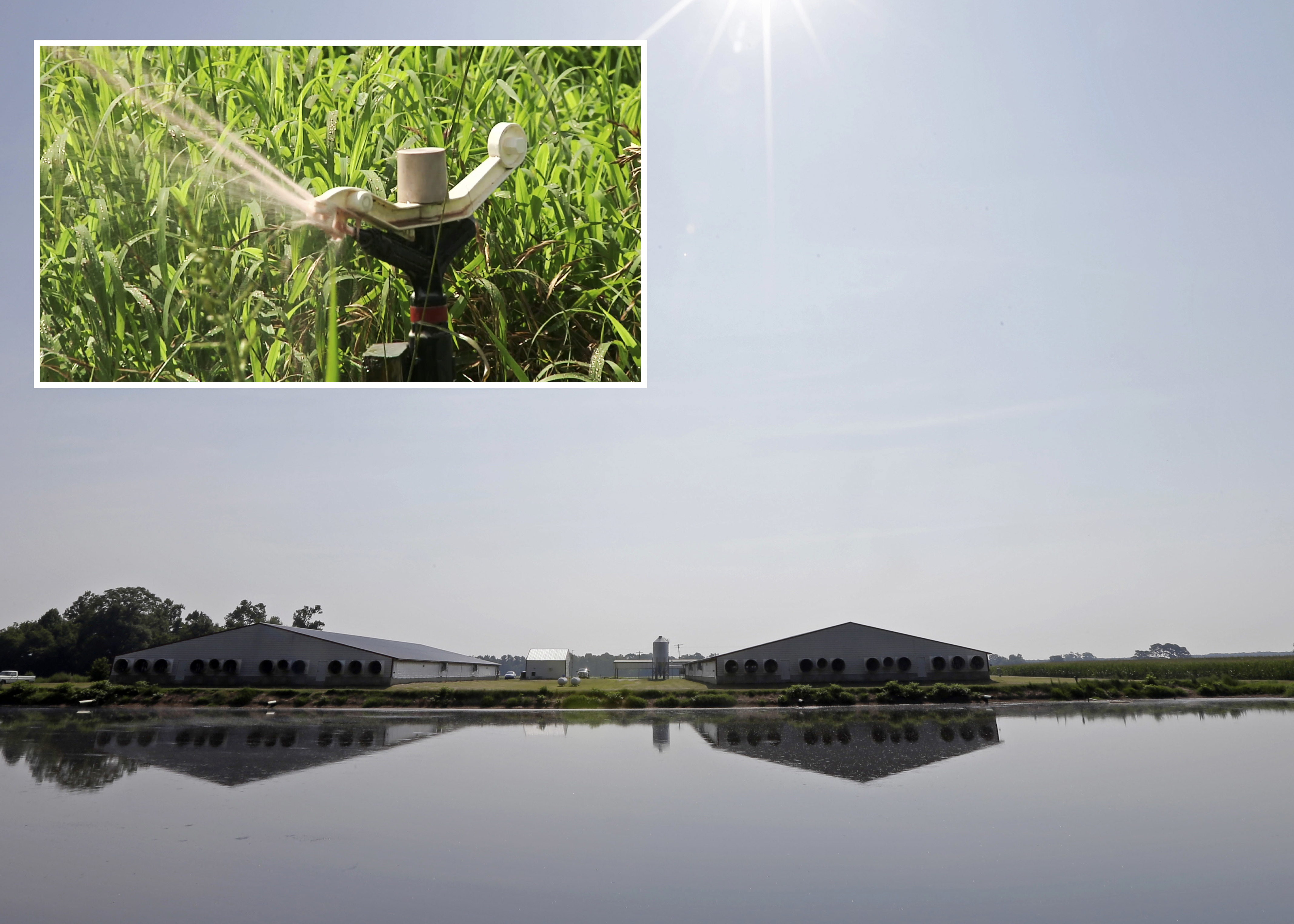 A CAFO lagoon with an inset of an irrigation spigot spraying animal waste