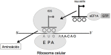Figura 1