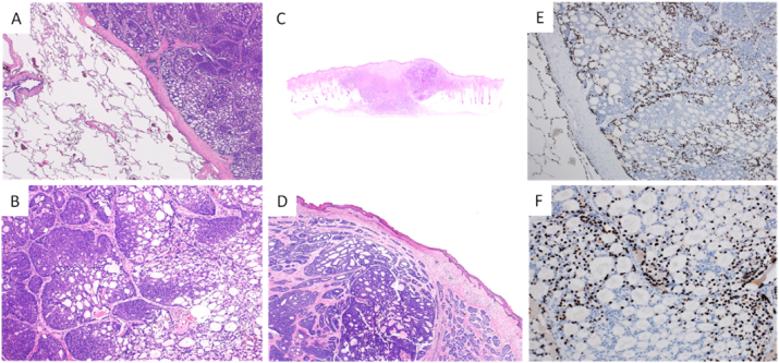 Fig. 2