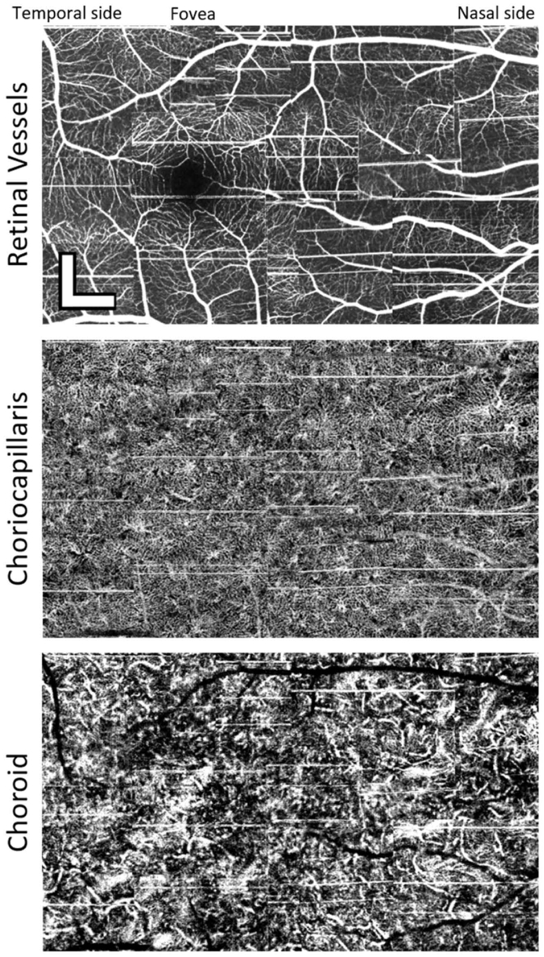 Fig. 6