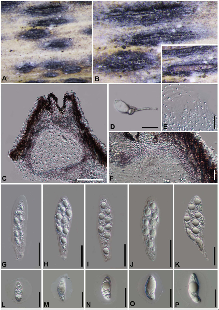 FIGURE 12