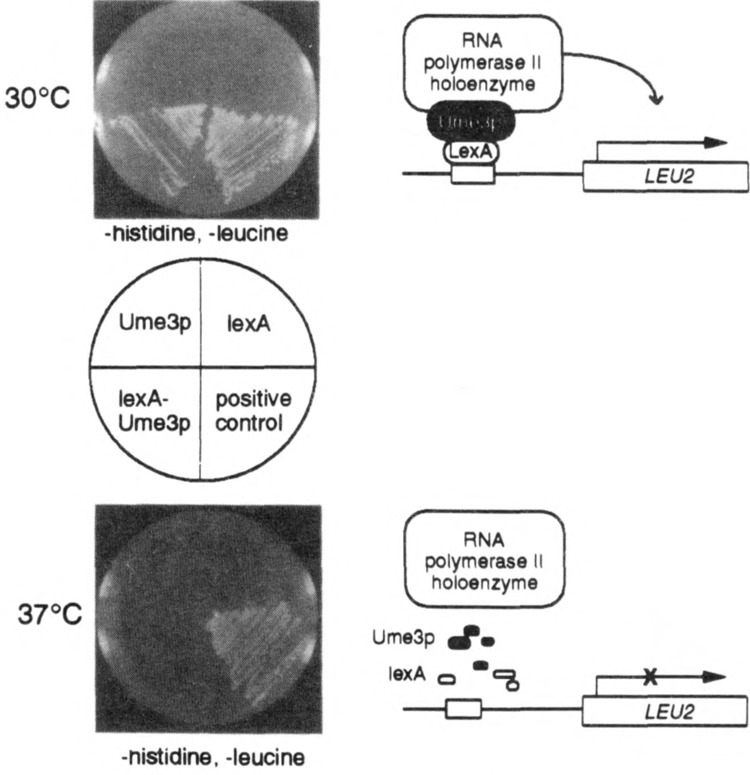 FIG. 1