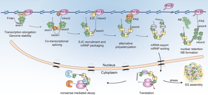 Figure 2.