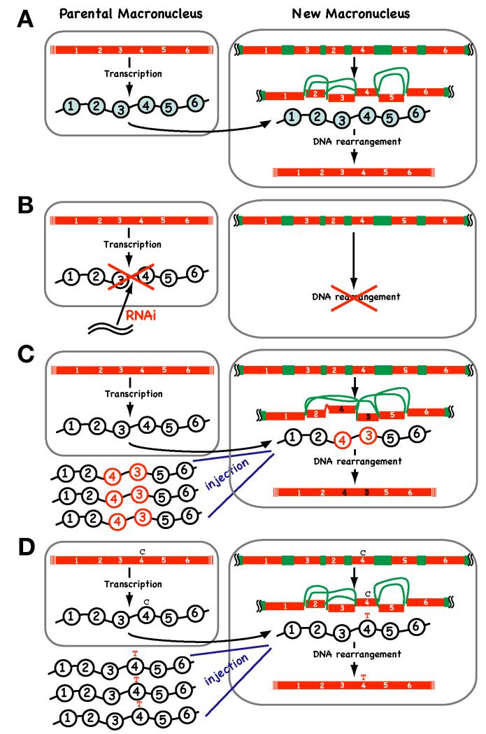 Figure 7