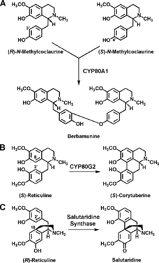 FIGURE 1.