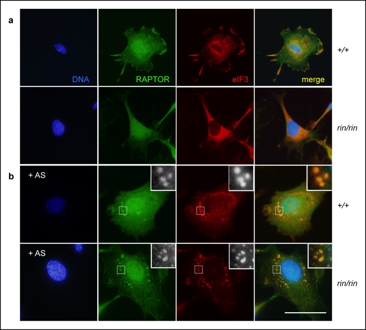 Figure 6—figure supplement 1.