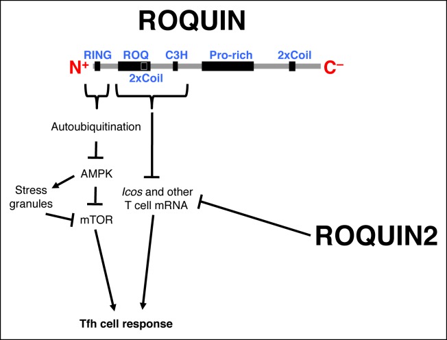 Figure 7—figure supplement 1.