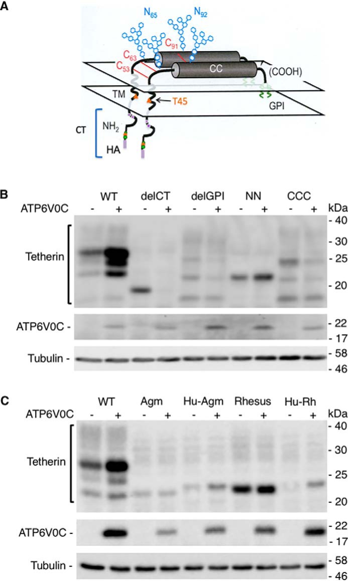 Figure 6.