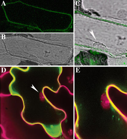 Figure 4.