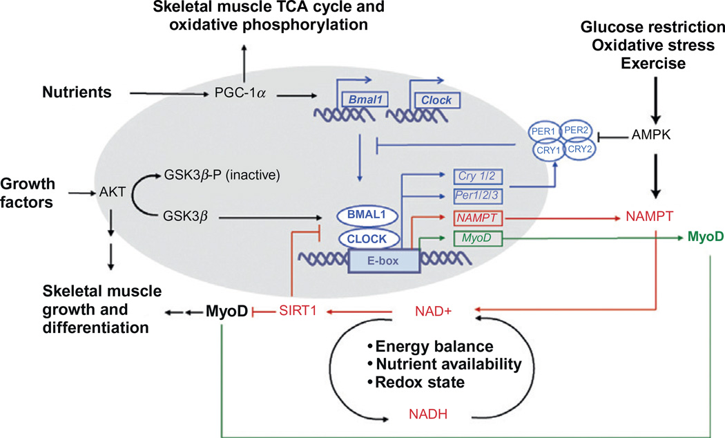 Figure 9.5