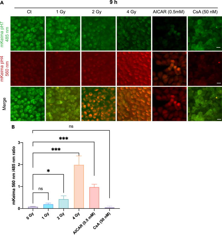 Figure 12