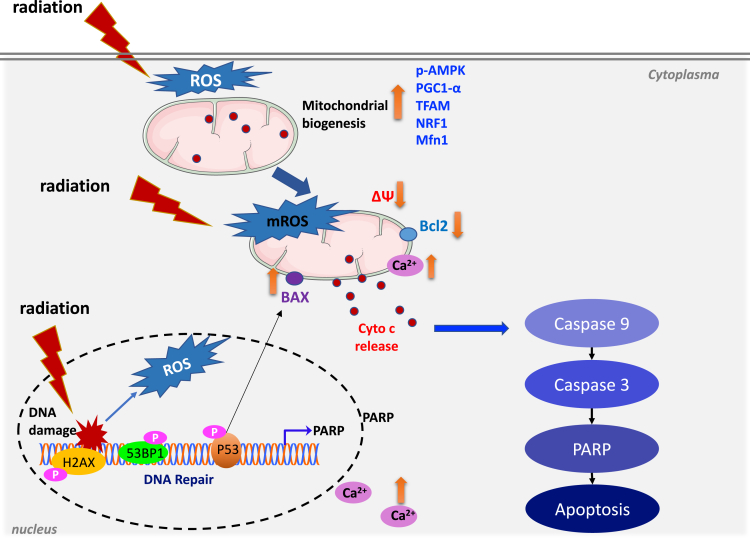 Figure 14