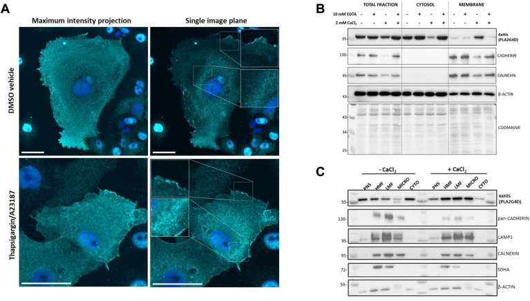 Fig. 4