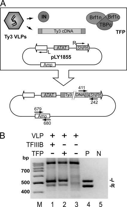 FIGURE 1.