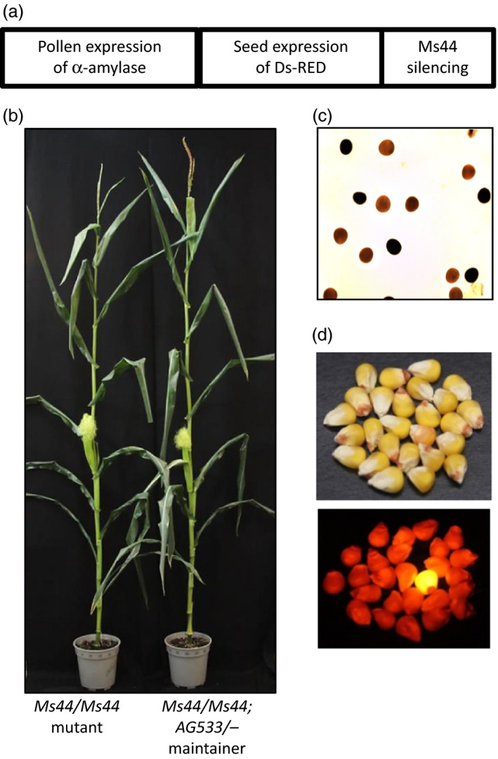 Figure 5