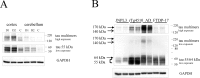 Figure 11.