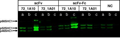 Fig.4