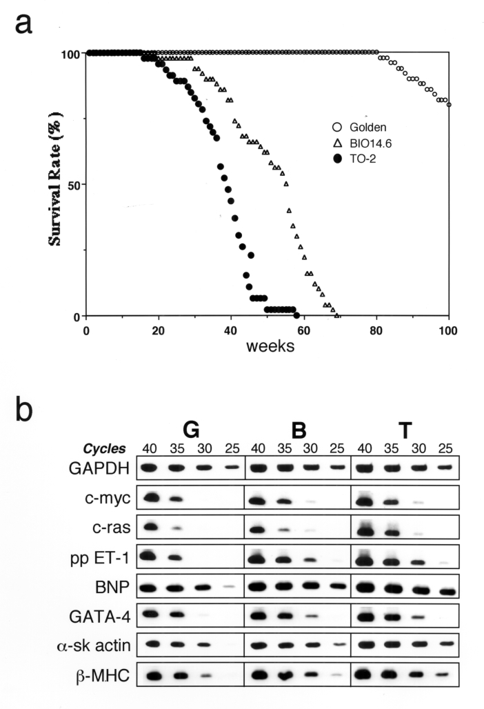 Figure 1)