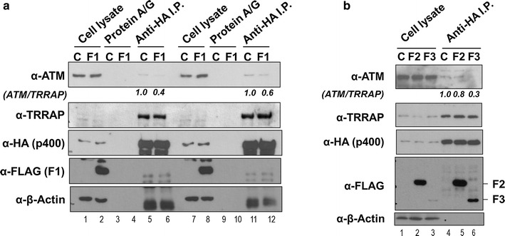 Fig. 5