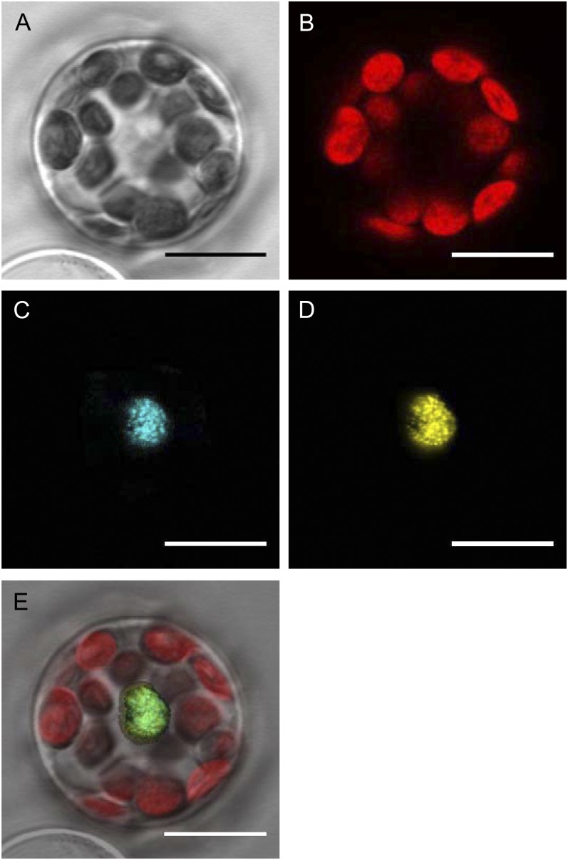 Figure 3.