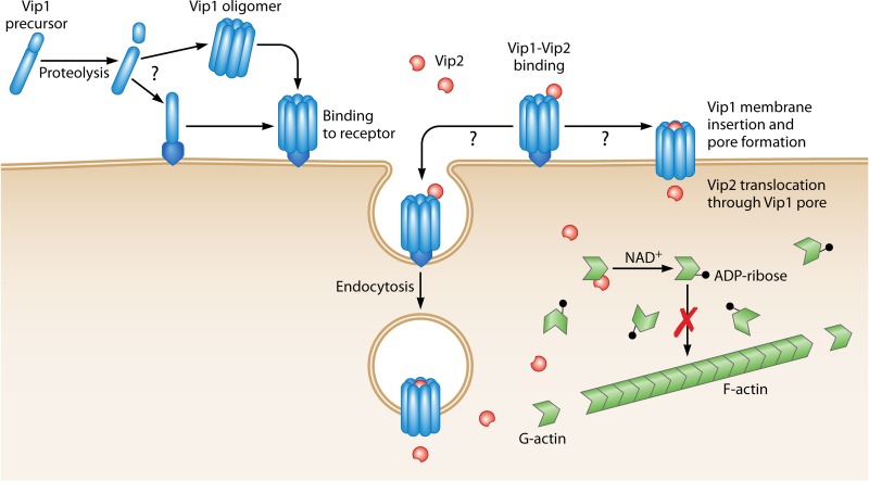 FIG 6