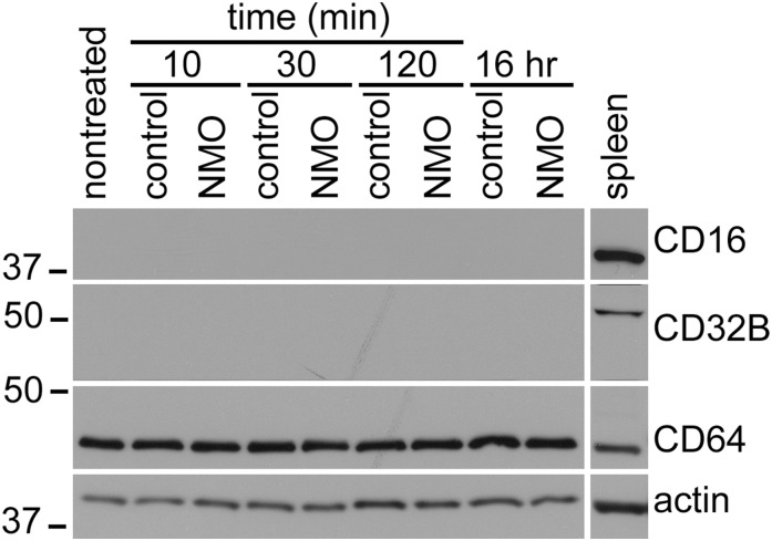 Fig. S1.