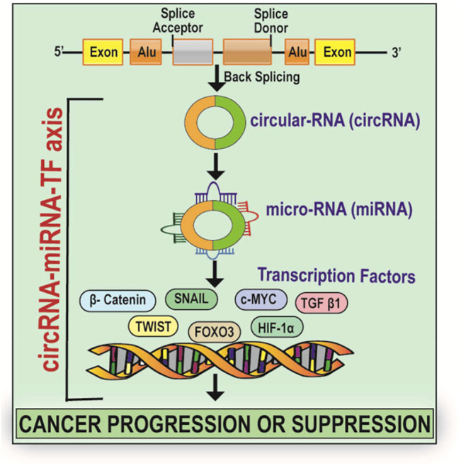 GRAPHICAL ABSTRACT