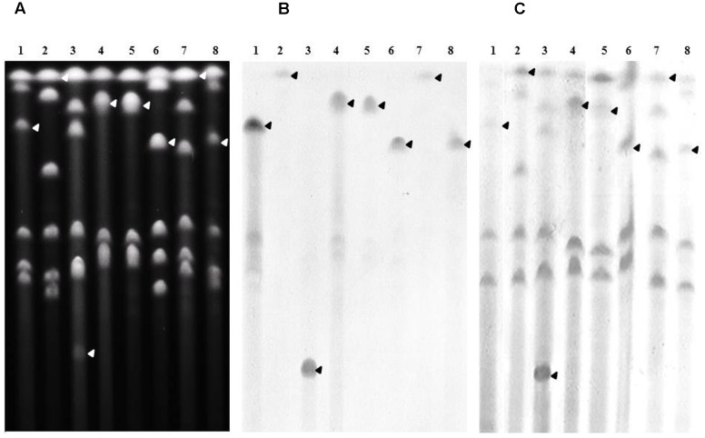 FIGURE 3