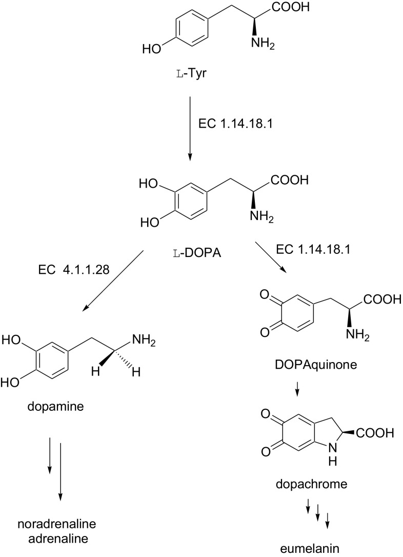 Fig. 1