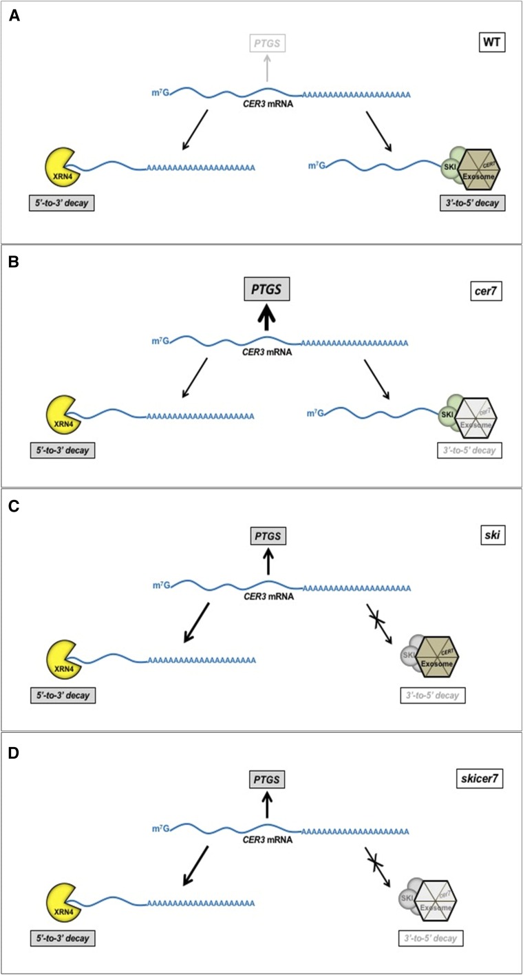 Figure 11.