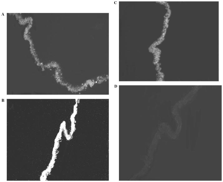 FIGURE 4