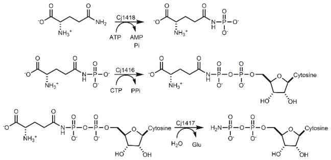 Scheme 2