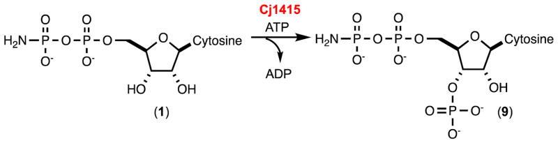 Scheme 5