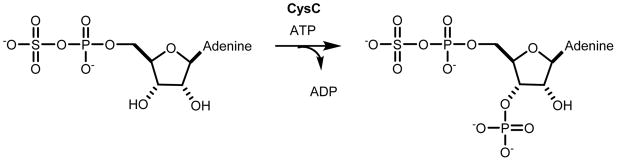 Scheme 3