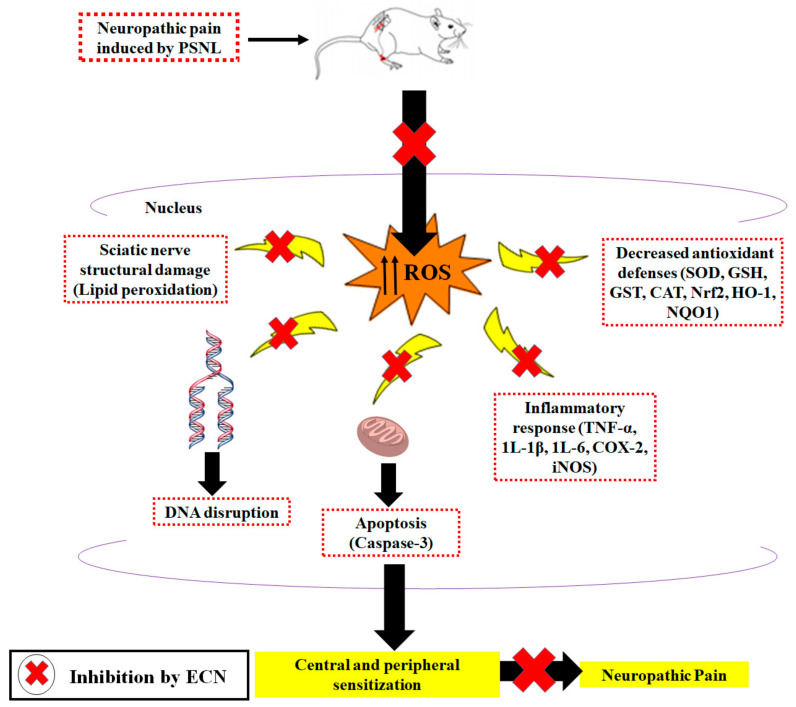 Figure 13