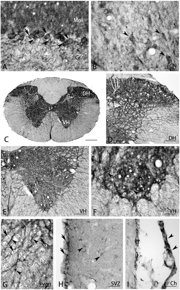 Fig. 10