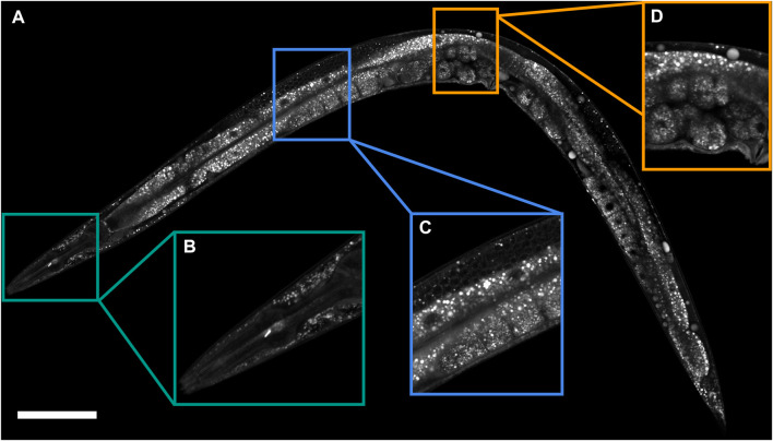 FIGURE 1