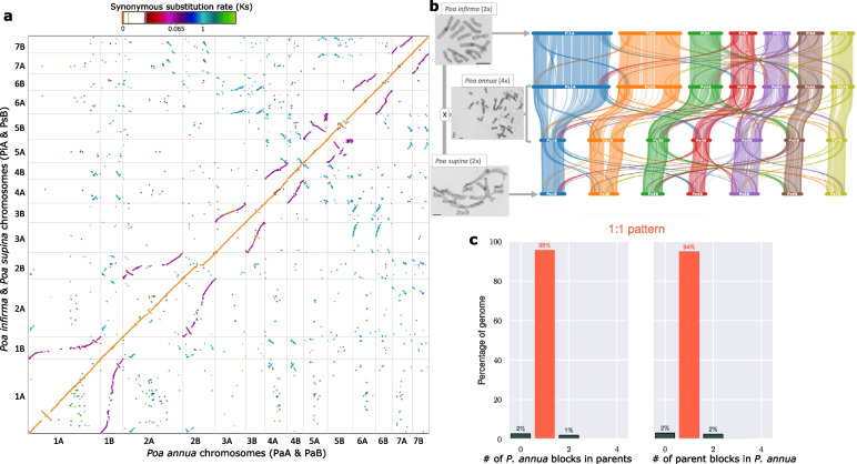 Correction: Homoeologous evolution of the allotetraploid genome of Poa ...