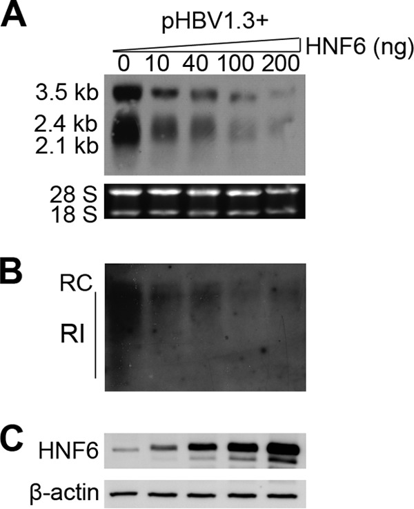 FIG 2