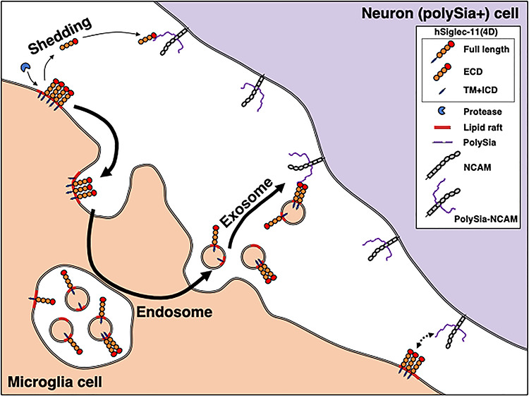 Fig. 10