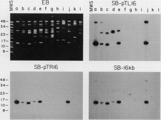 FIG. 6