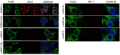 Figure 3—figure supplement 3.