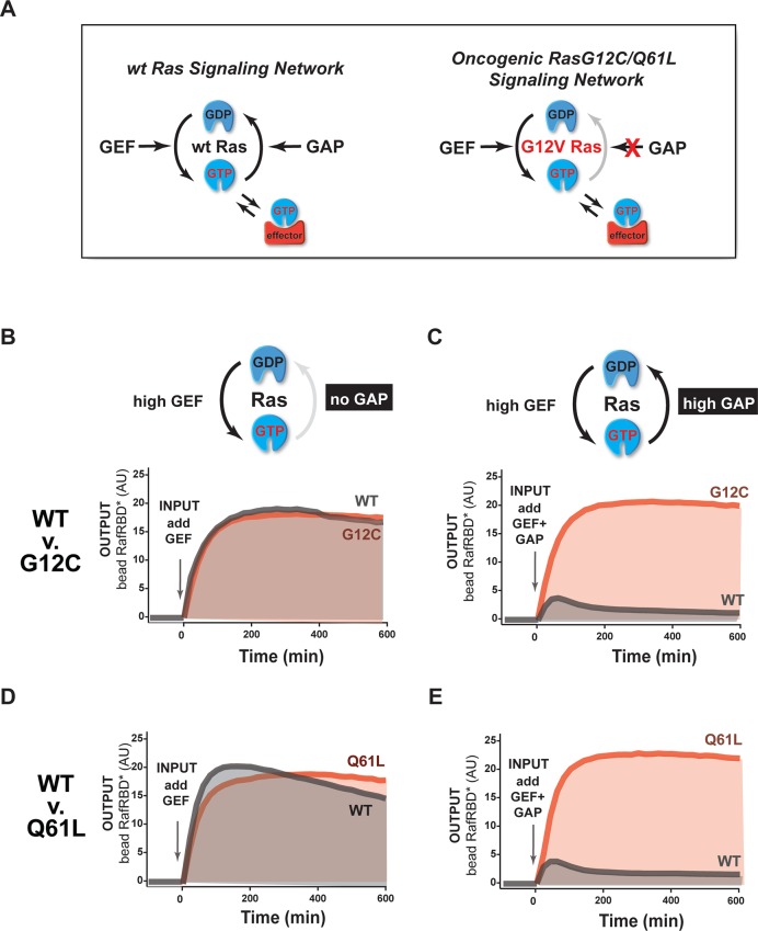 Figure 3—figure supplement 1.