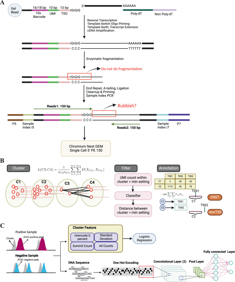 CamoTSS: analysis of alternative transcription start sites for cellular ...