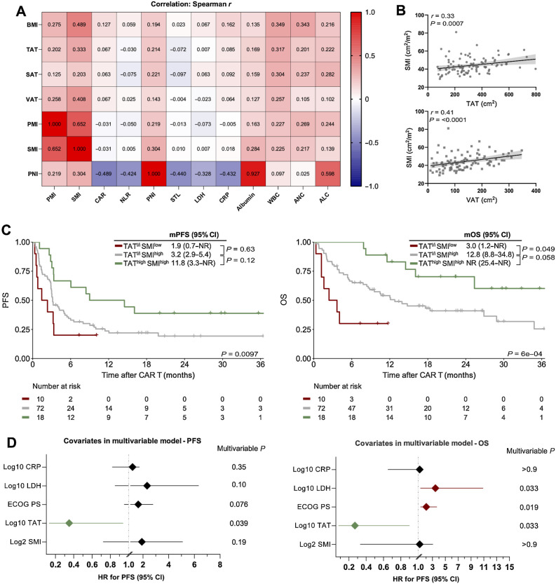 Figure 5. The combination of increased abdominal adipose and muscle tissue is associated with excellent survival outcomes after CD19.CAR-T. A, A heat map displaying the correlation between body composition parameters, immuno-nutritional scores, and CAR-T risk factors. The Spearman correlation coefficient r is represented within the respective squares. B, Correlation between TAT and VAT with the amount of skeletal muscle measured by SMI. C, Kaplan–Meier estimates of median PFS (left) and OS (right) stratified by the combination of TAT and SMI. TAT low-intermediate (l/i) was defined as <464 cm² and SMI low was defined as <34.5 cm². The respective median survival in months is depicted above the graph. The P value of the Mantel–Cox log-rank test is denoted on the graph inset. D, Forest plots depicting multivariable Cox regression for PFS (left) and OS (right). Adjusted P values accounting for the respective covariates are displayed on the graph inset. Variables reaching statistical significant (P < 0.05) are highlighted in red (increased HR for poor survival) or green (decreased HR for poor survival). WBC, white blood cell count; ANC, absolute neutrophil count; ALC, absolute lymphocyte count.