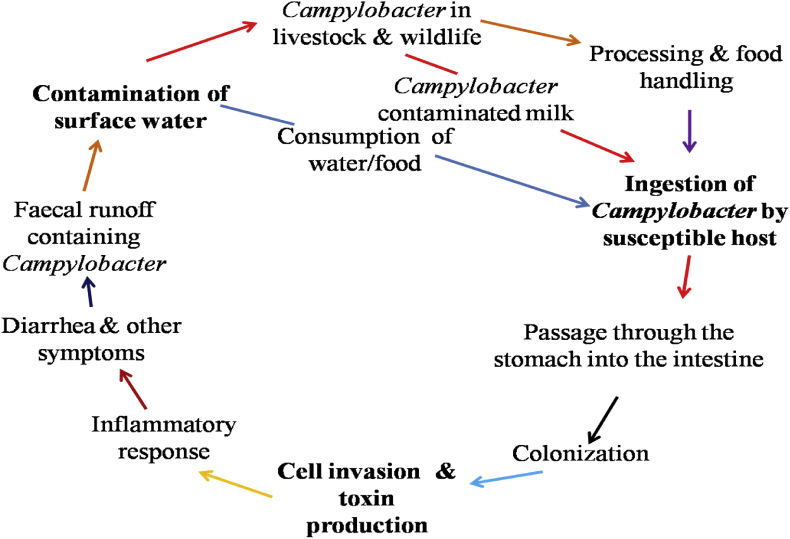 Fig. 1