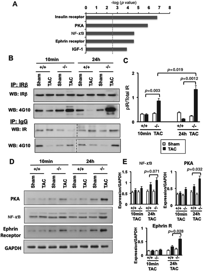 PATH-4594-FIG-0005-b