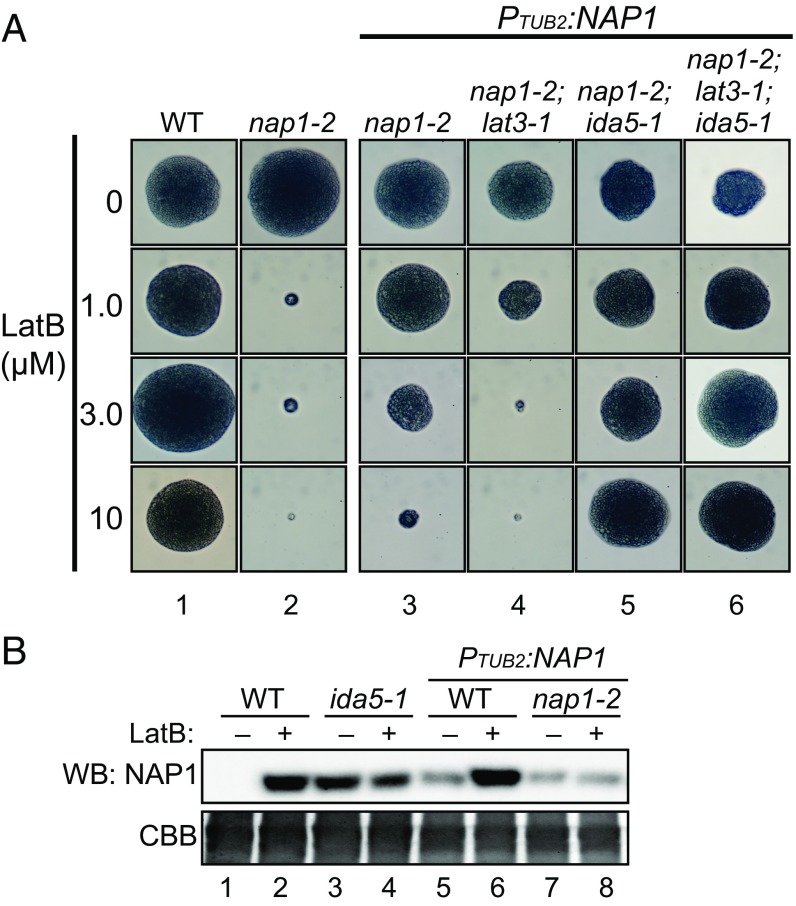 Fig. 6.